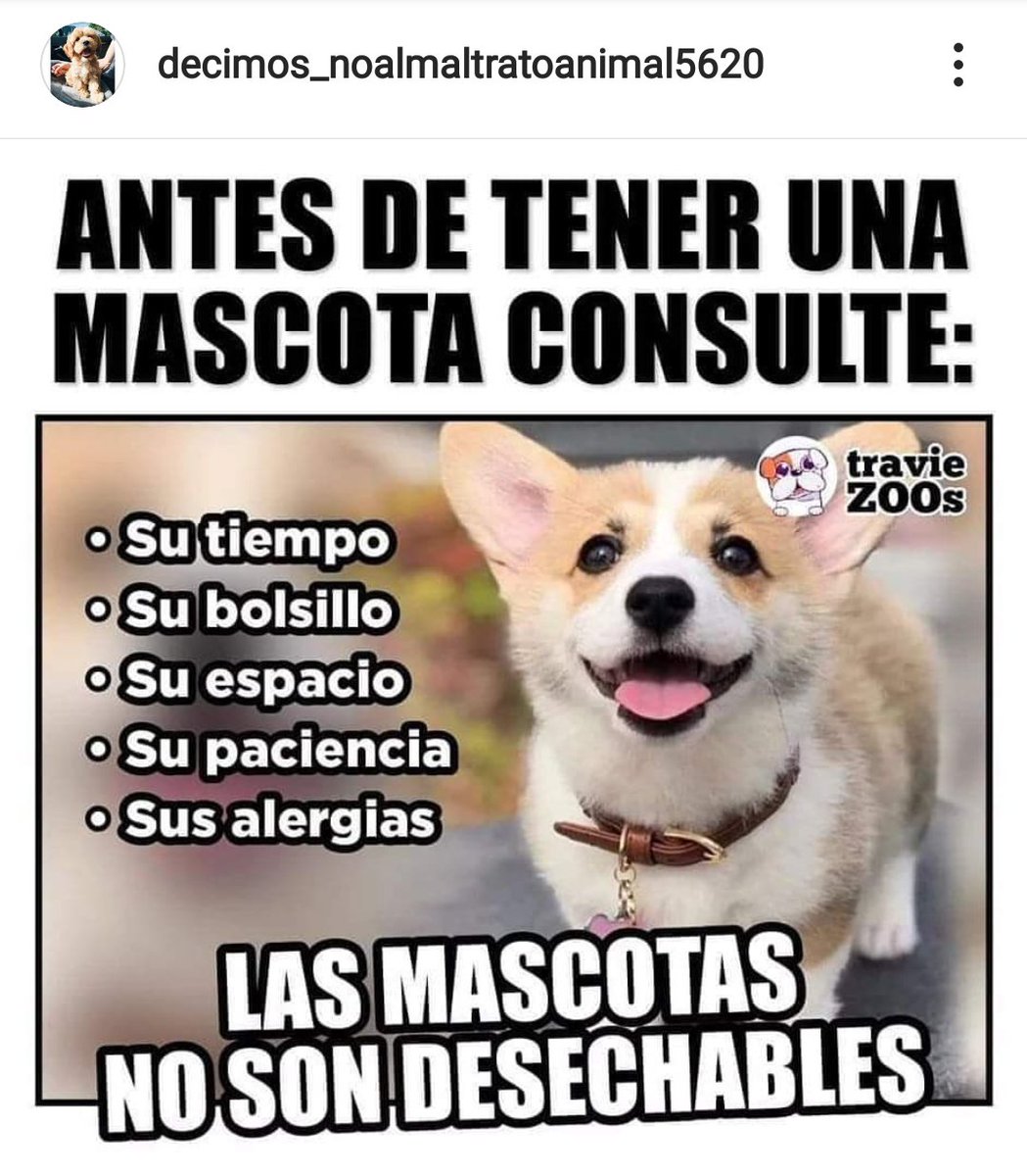 LeyAnimal's tweet photo. NADIE OBLIGA A CRIAR UNA MASCOTA. ELLOS, NO MERECEN TENER DUEÑOS IRRESPONSABLES. SON MÍNIMO 10 AÑOS DE TENENCIA RESPONSABLE !!! https://t.co/t0aD5064aT