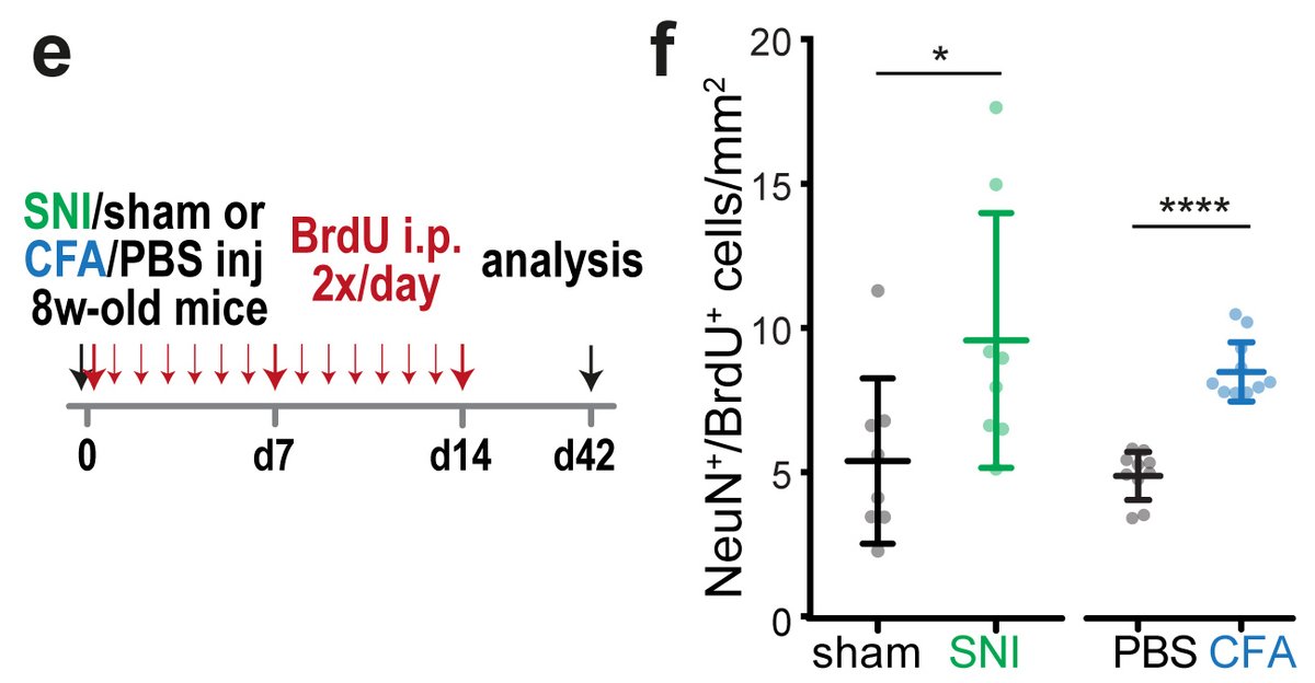 11. And the answer is yes, we also observed augmented neurogenesis after pathological pain -only in the NAc, not in the OB. We did these experiments with the help of Linette Tan and Rohini Kuner. These results are truly intriguing and open many new questions!