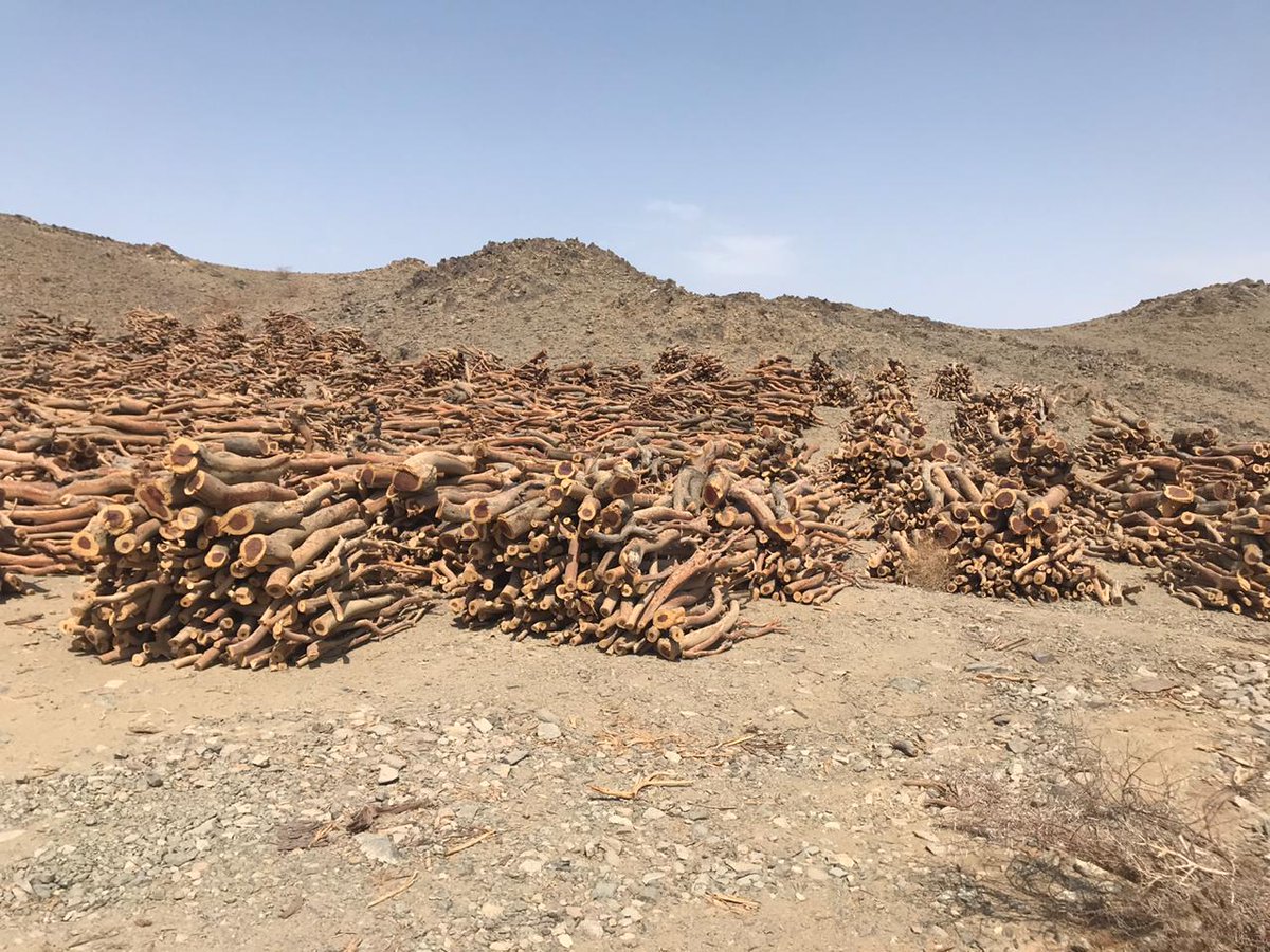 محافظ الكامل يوجه الجهات المعنية بالمحافظة للوقوف على موقع الاحتطاب الجائر في قرية الدوارة المقدر بأربع شاحنات تقريباً واتخاذ اللازم عاجلاً حيال ذلك وتطبيق العقوبات اللازمة بحق المعتدين