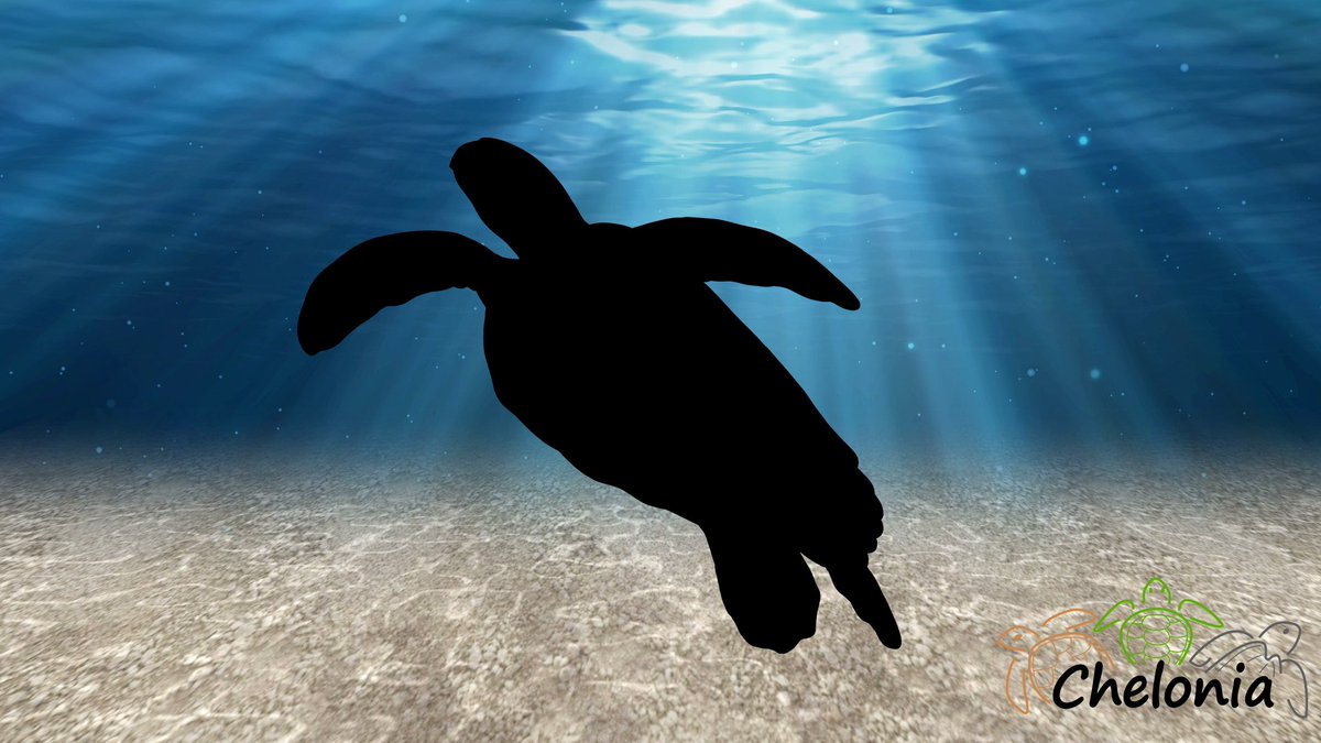 CheloniaPR's tweet photo. Me ven en Culebra, me ven en el Escambrón. Aparezco en Finding Nemo y como vegetación
¿Qué especie soy?
#SeePuertoRico #Seaturtles #GreenTurtle #FindingNemo #CheloniaPR #TortugasMarinas #crush https://t.co/JjCJk6GafY