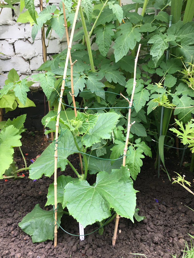 Twelve weeks ago, I'd never done a single day's gardening in my entire life, and knew nothing about how any of it works. Now look at me, building my own plant cages to support my little cucumber plants that I grew from seed. Who have I become? I dunno, but I like the new Zoe.