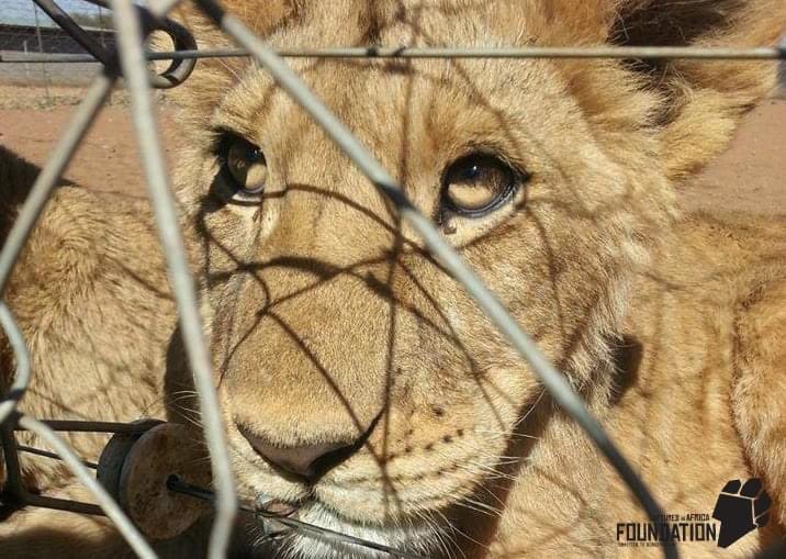 cia_foundation's tweet photo. They deserve better from humans, yet sadly approximately 10,000 lions remain in captivity in South Africa, abused as props for tourists, entertainment and many awaiting a fate from canned hunting and the lion bone trade to Asia.
#CommittedToConservation https://t.co/iey1XI8ohR