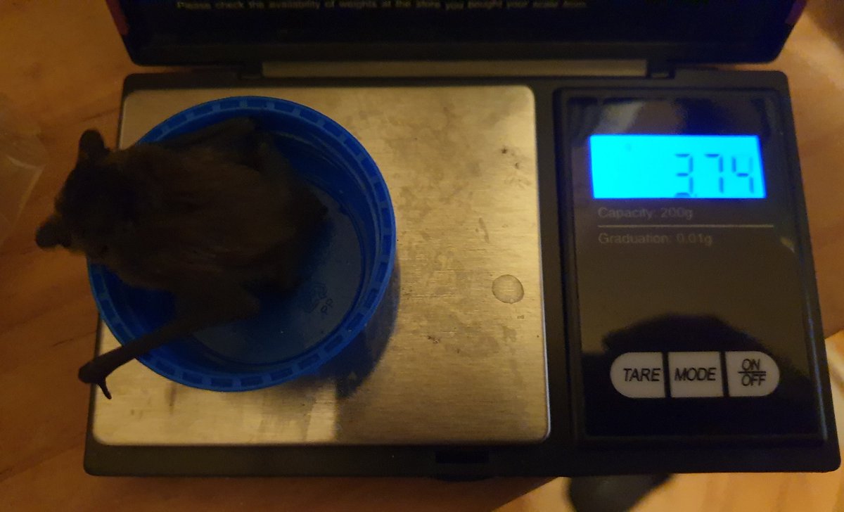 Daily weigh-in! He& #39;s doing lots more wing stretches now so he might think about flying soon