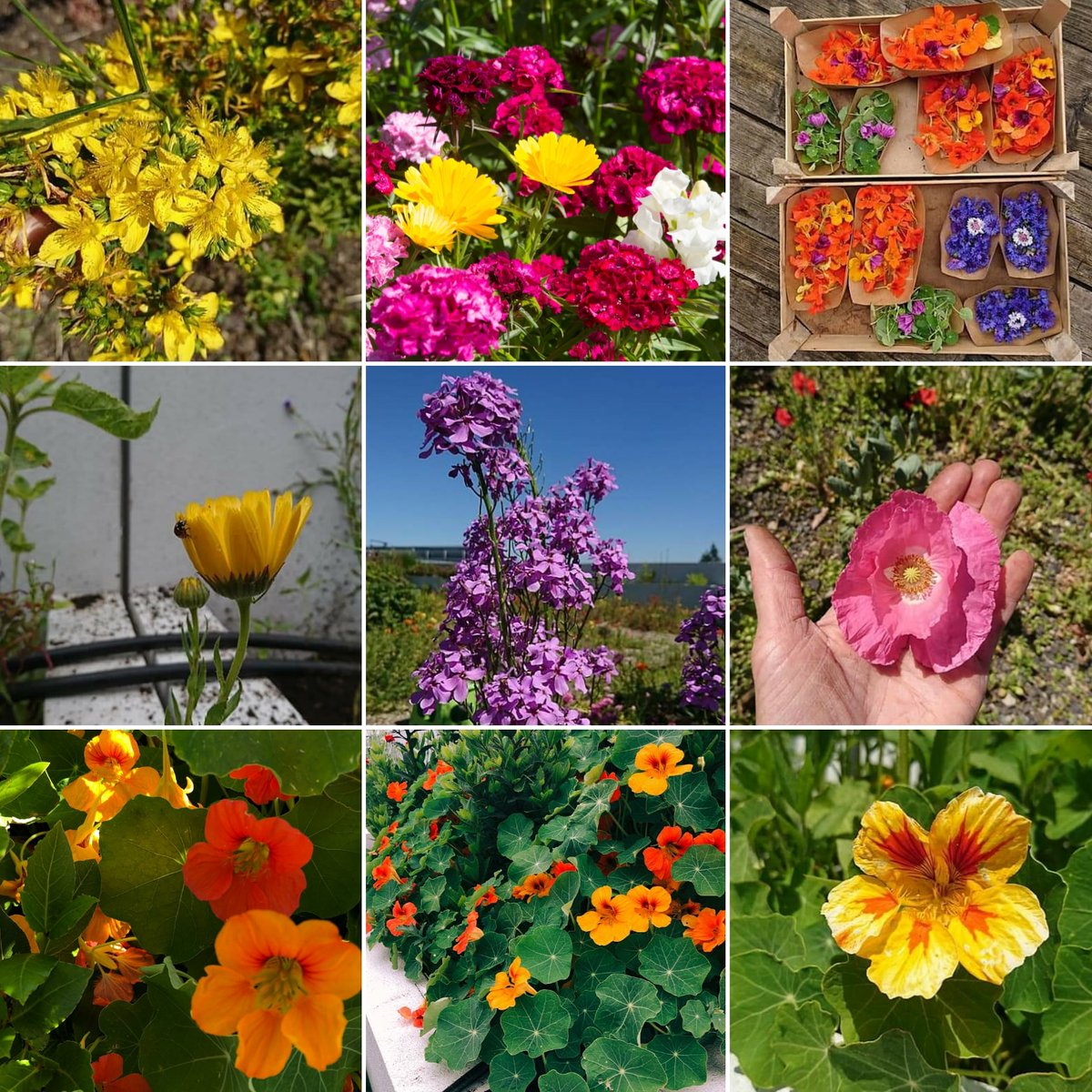 d_akkers's tweet photo. Friday 3 july #oneandahalfmeterfarming #edibleflowers #selfpicking morning on the #Dakakkers #rooftopfarm - 10 am - 12.30 pm. Schiekade 189 (7th floor) #Rotterdam - elevator to the 6th -. Under the guidance of the #rooftopfarmers, you can pick edible #flowers for a small price. https://t.co/icpjb9mOzx