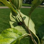 Photo by The Guédot Lab (@WI_fruit_ento)