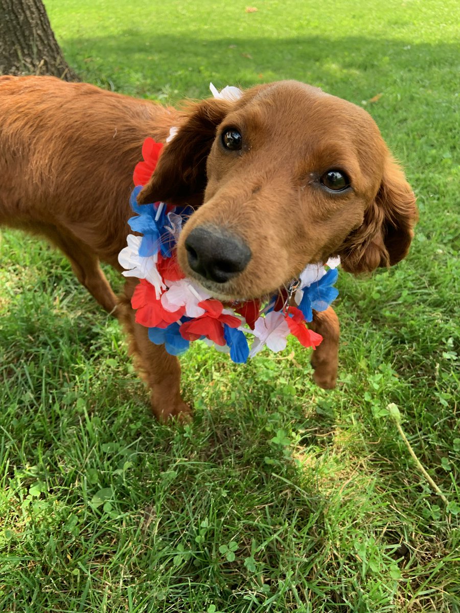 katreitmann's tweet photo. Happy FURth of July from my pretty girl, Lu. https://t.co/wLKY1oCtka