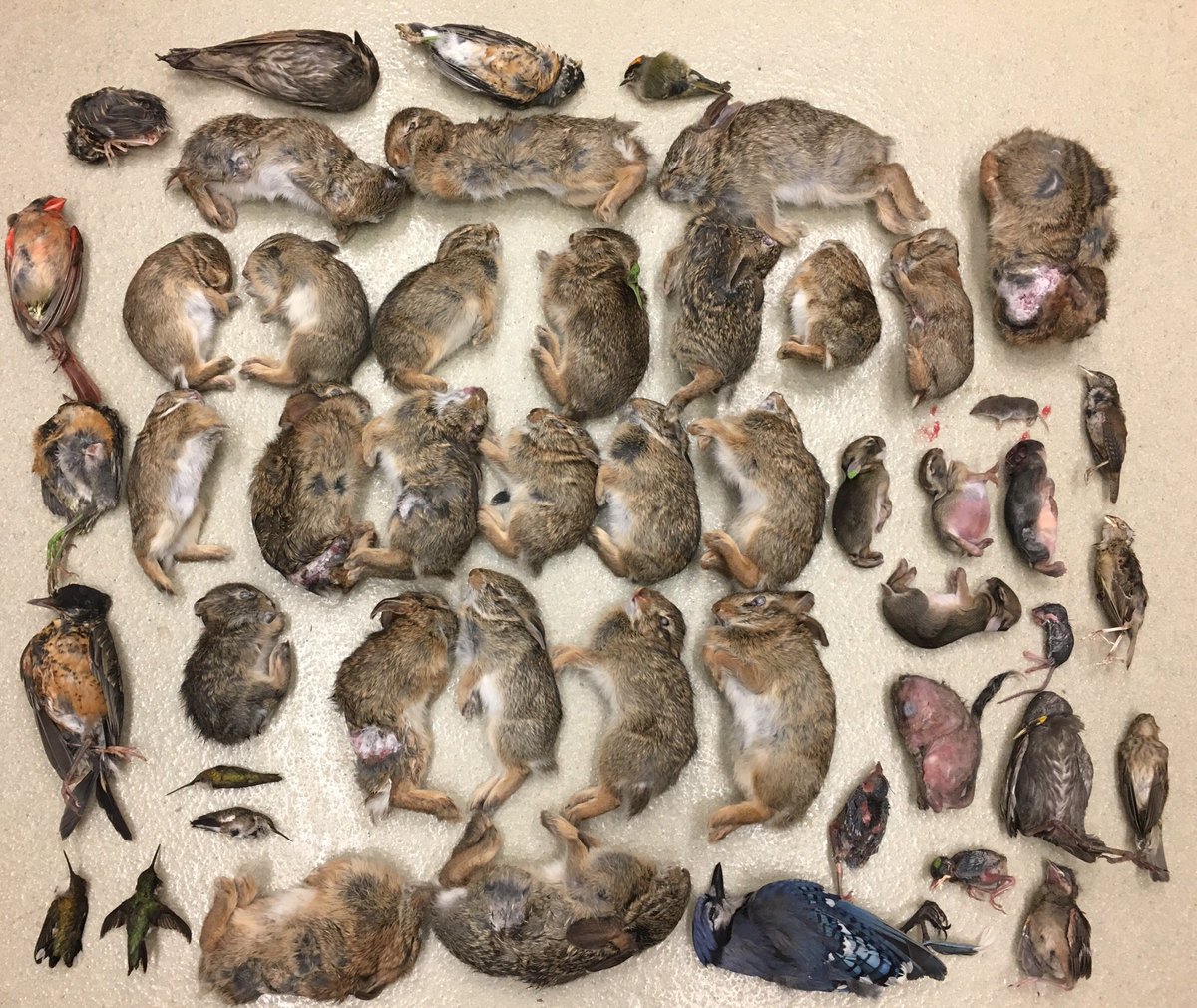CW: dead animalsThis June, we decided to do our own month-long version of  @WildCare ‘s “Caught by Cats" project to show the damage that cats cause to wildlife when humans allow them to roam. Every animal in this photograph died or was euthanized due to a domestic cat in June.