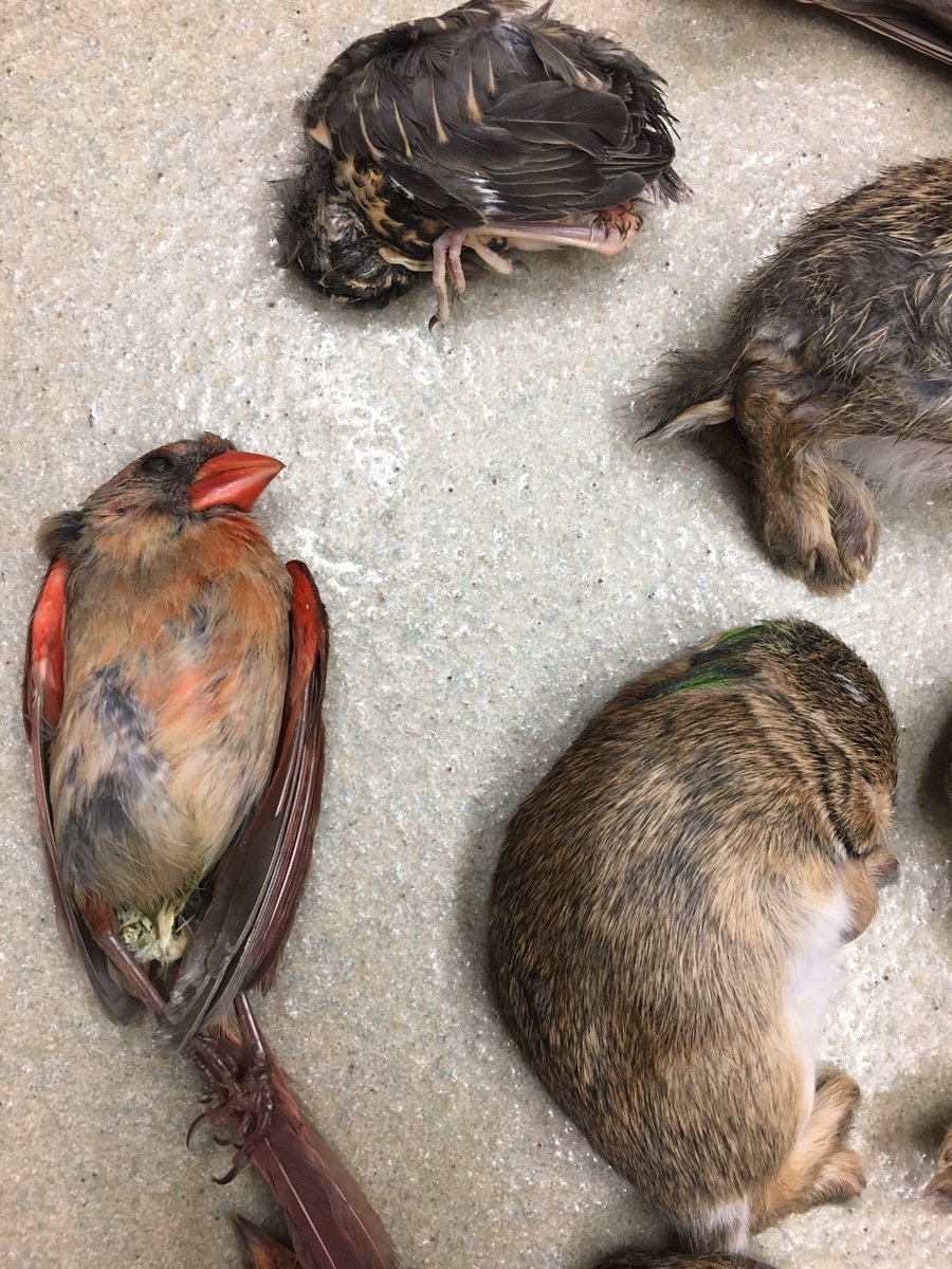 CW: dead animalsLast month, we took in 531 patients. Of those, 77 were confirmed cat attacks. These animals accounted for nearly 15% of intakes - on par with our annual average.