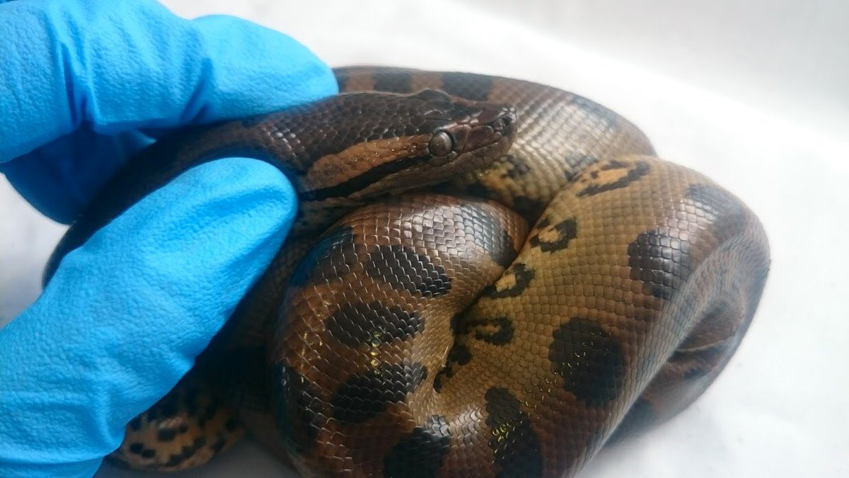 AnimalesBOG's tweet photo. En nuestro #CentroDeFaunaSilvestre junto a @SomosUDCA, recibimos una 🐍 juvenil, rescatada x #GupaemeBog y @ambientebogota. Esta 🐍no es venenosa, es de las más grandes de América; habita cerca a cuerpos de agua de Bosque Tropical.
Seguimos cuidando todas las formas de vida. 💚 https://t.co/E8zwN3Ah46