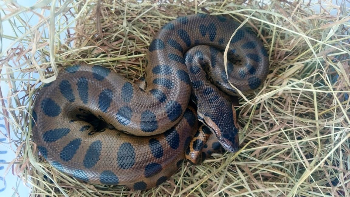 AnimalesBOG's tweet photo. En nuestro #CentroDeFaunaSilvestre junto a @SomosUDCA, recibimos una 🐍 juvenil, rescatada x #GupaemeBog y @ambientebogota. Esta 🐍no es venenosa, es de las más grandes de América; habita cerca a cuerpos de agua de Bosque Tropical.
Seguimos cuidando todas las formas de vida. 💚 https://t.co/E8zwN3Ah46
