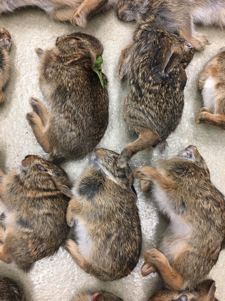 CW: dead animalsOf those 77, only 17 survived. Even with treatment, less than 1 in 4 cat attacked patients survive. This means 60 patients that received the highest quality veterinary care at our hospital still died due to a completely preventable human-caused issue.