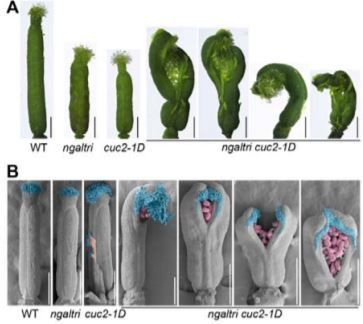 PlantPhys's tweet image. NGATHA-LIKEs control leaf margin development by repressing CUP-SHAPED COTYLEDON2 transcription #LeafPolarity #Transcription #PlantSci #PlantBiology buff.ly/3dPslmK