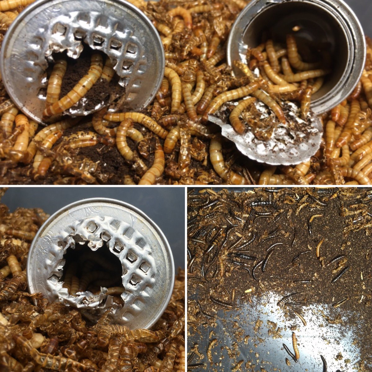 ecoinsect's tweet photo. Ensayando #gestionderesiduos con #tenebrio #nespresso Gestion de #capsulasnespresso no parece funcionar debido a la aparente toxicidad del café! Seguimos adelante #sustainablefarming #residuocero @residuorecurso https://t.co/iyt5Gak9BW