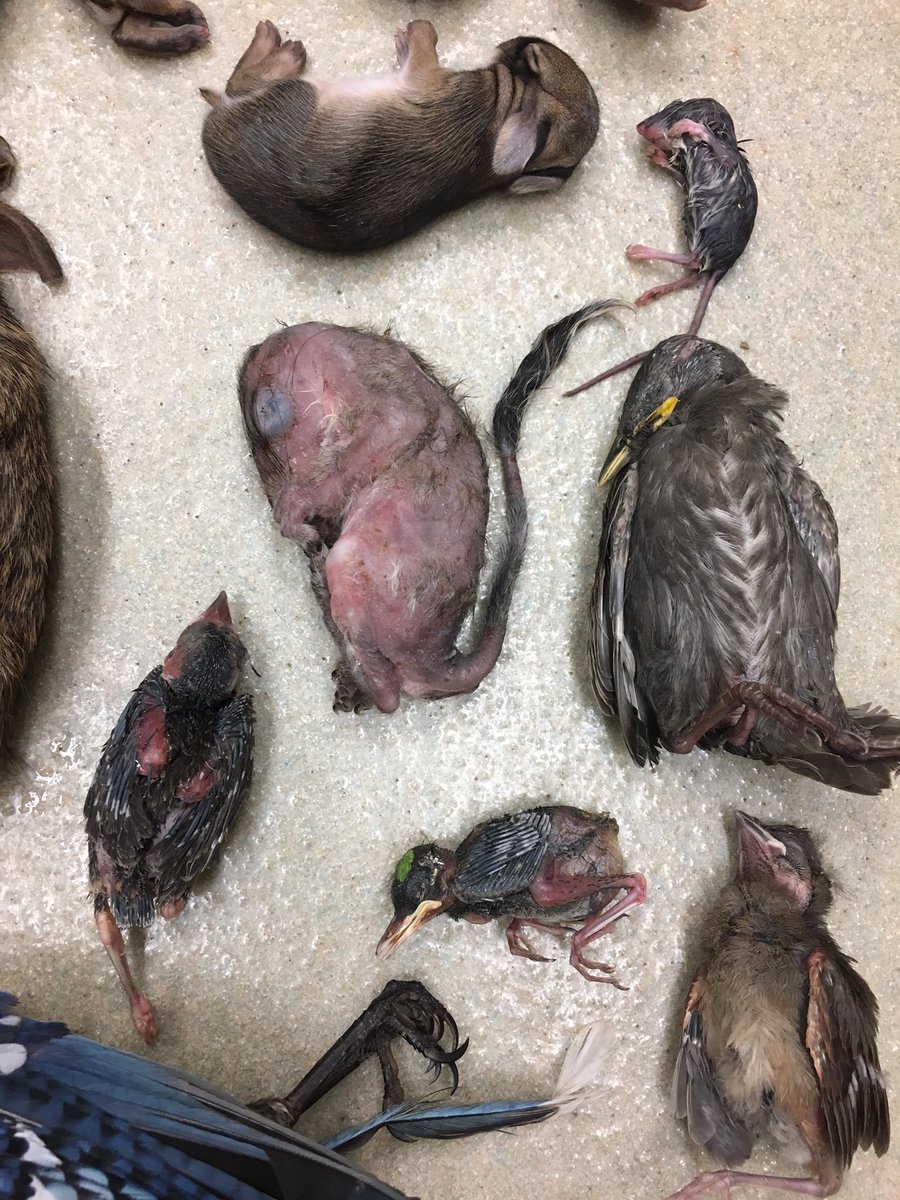 CW: dead animalsMake sure you understand that this is not a "cat" problem. This is a HUMAN problem. Humans allowed & continue to allow their pet cats outdoors to kill wildlife, spread diseases, & struggle to survive.