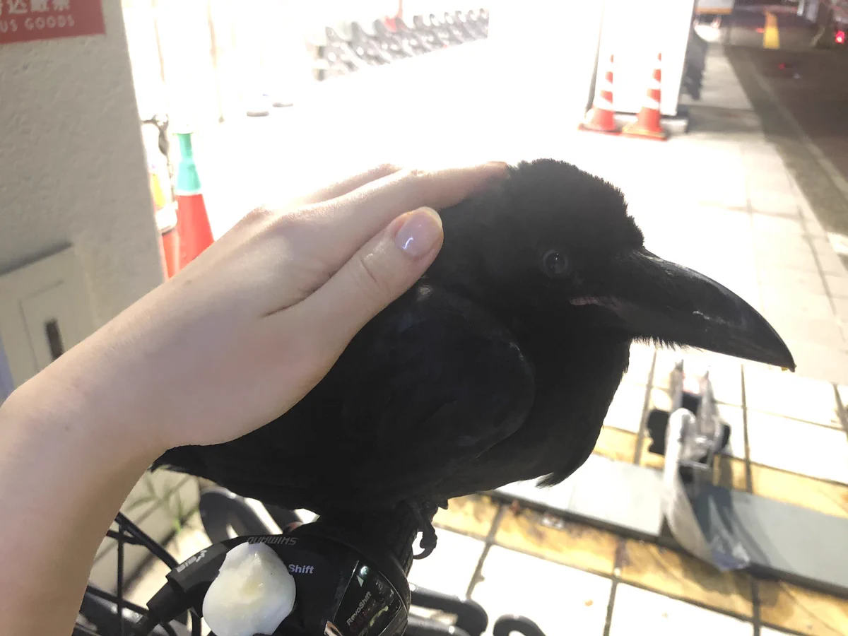 道で会ったカラスが懐いてしまい家までついてきたときみんなどうしてんのｗｗｗ