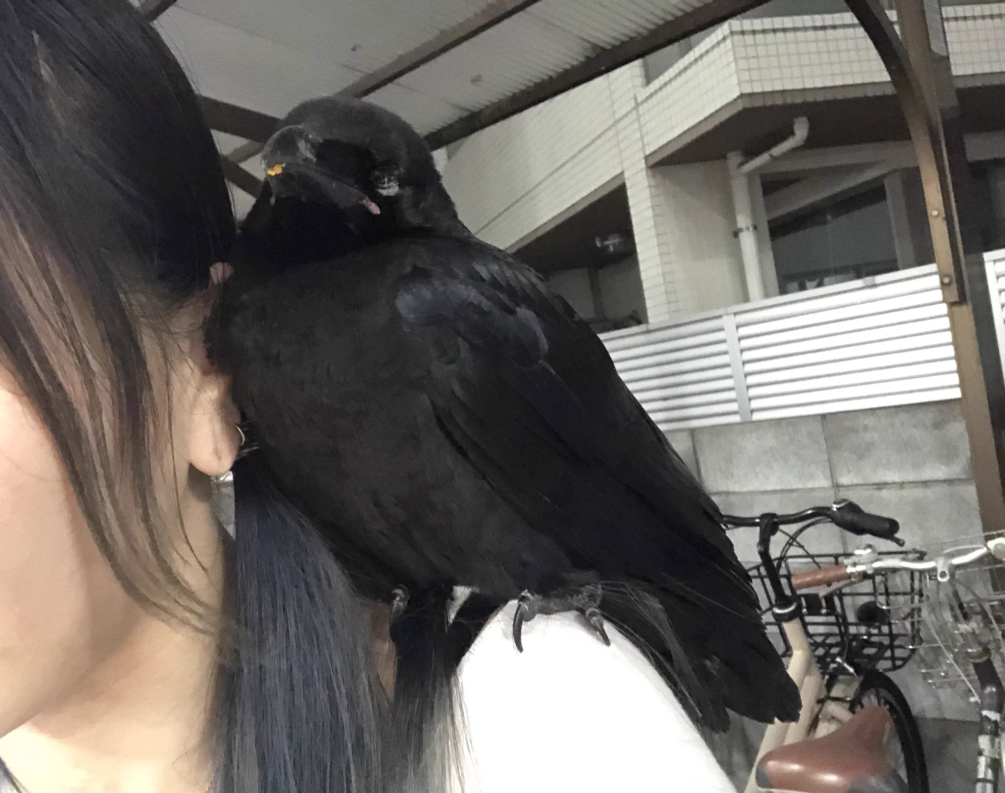 道で会ったカラスが懐いてしまい家までついてきたときみんなどうしてんのｗｗｗ