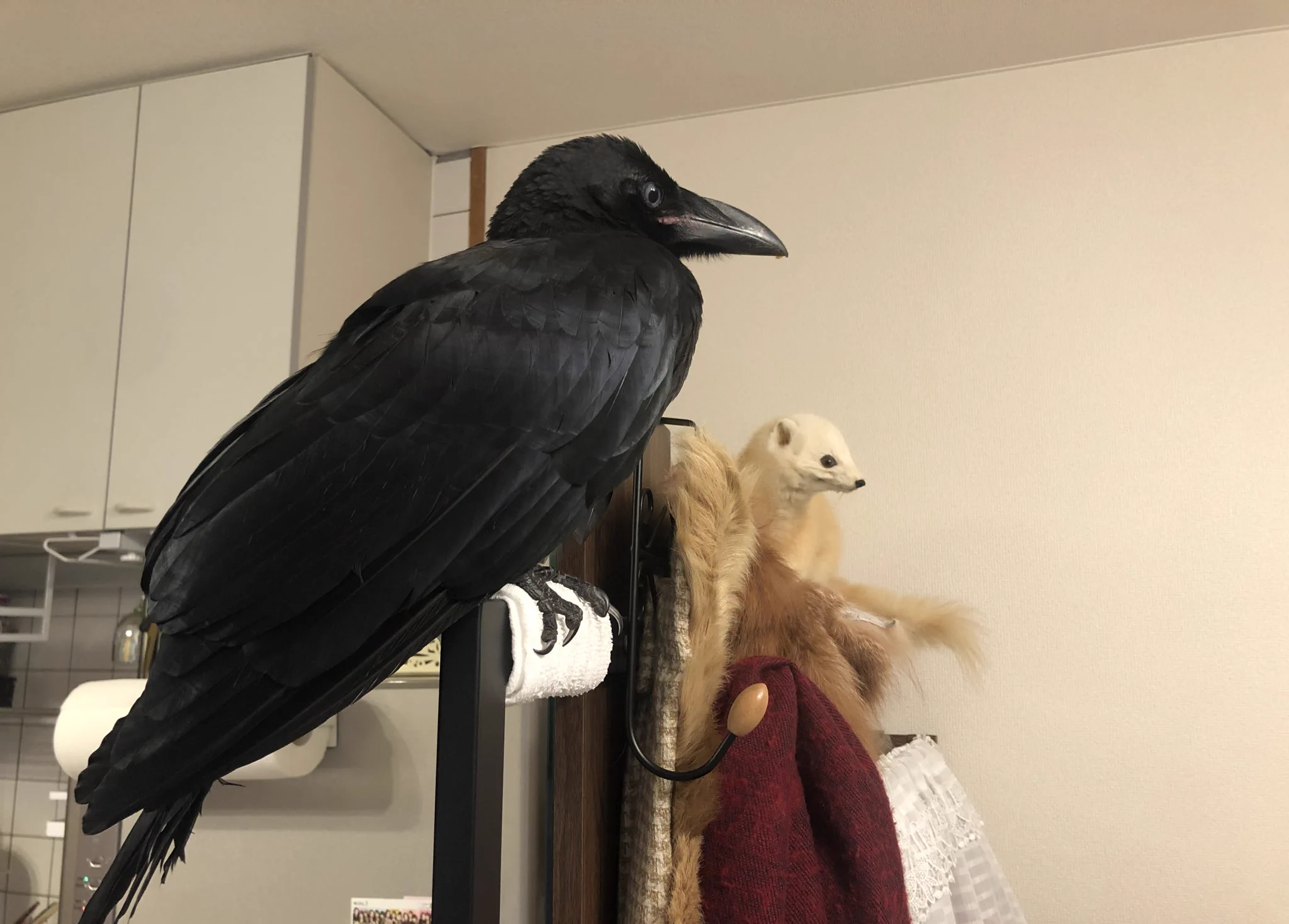 道で会ったカラスが懐いてしまい家までついてきたときみんなどうしてんのｗｗｗ