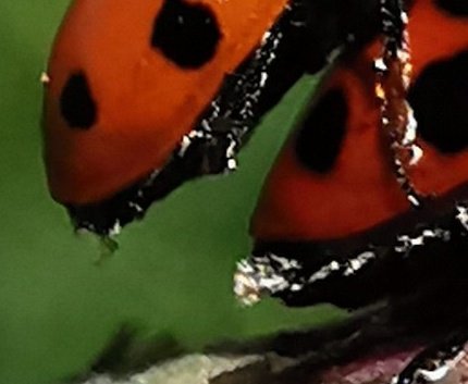 This means that the ladybirds in my picture are essentially just hugging, as there is no sipho in sight. So while looking for sipho pictures on Google, I quickly realised that insects have really really weird sperm...