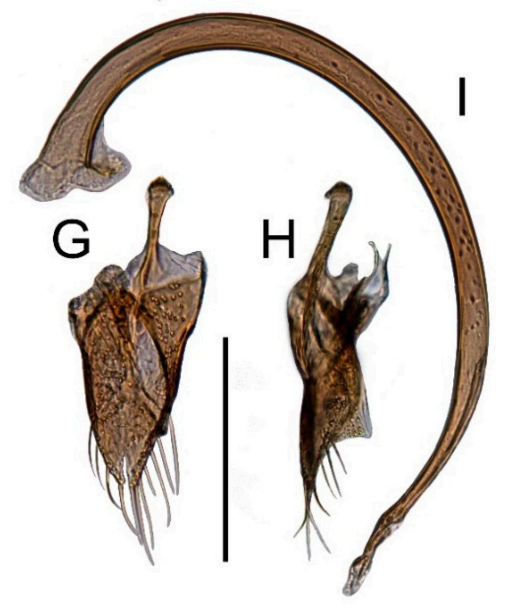 The penis of a ladybug dude is called a sipho. Below is an sipho pic of a ladybird by Karol Szawaryn et al.