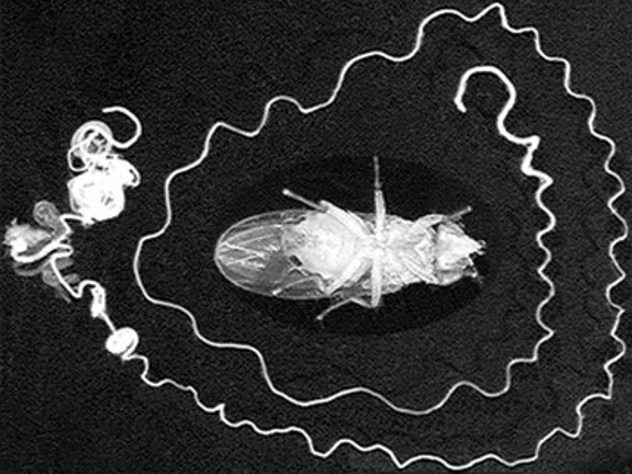 For example: the Sperm of the fruit fly (Drosophila) is about 6 centimeters long. Below, an image of a fruit fly and it's sperm cell. WTF!? (Image by S. Lüpold et al,  https://www.nature.com/articles/nature18005)
