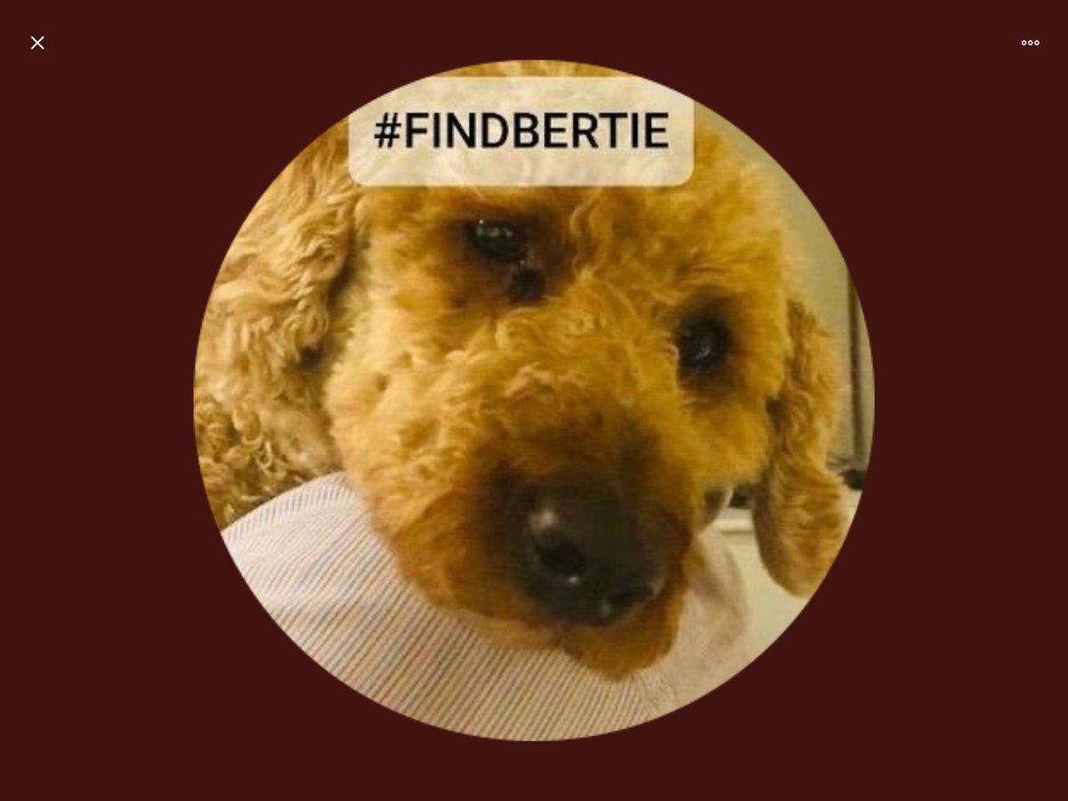Please everyone #FindBertie for @bertie_is  check everywhere