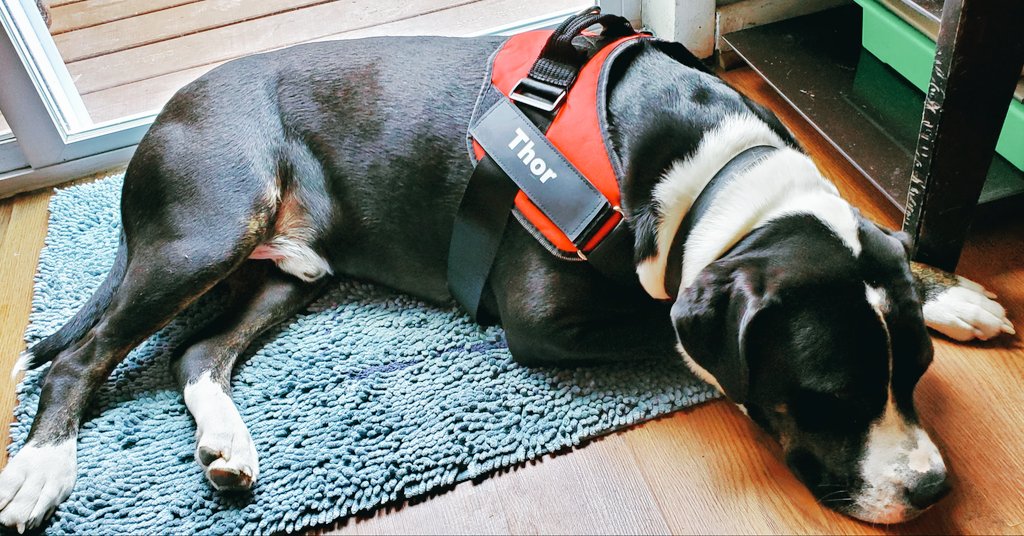 Desireevelez10's tweet photo. THOR has a new harness! Of course he's unsure.But guess what? No pulling!! Been walking alot since covid #coronavirussucks #adoptdontshop #crazyactorlife #host #clickonthisshow #easydogharness https://t.co/hTqW3sevXO