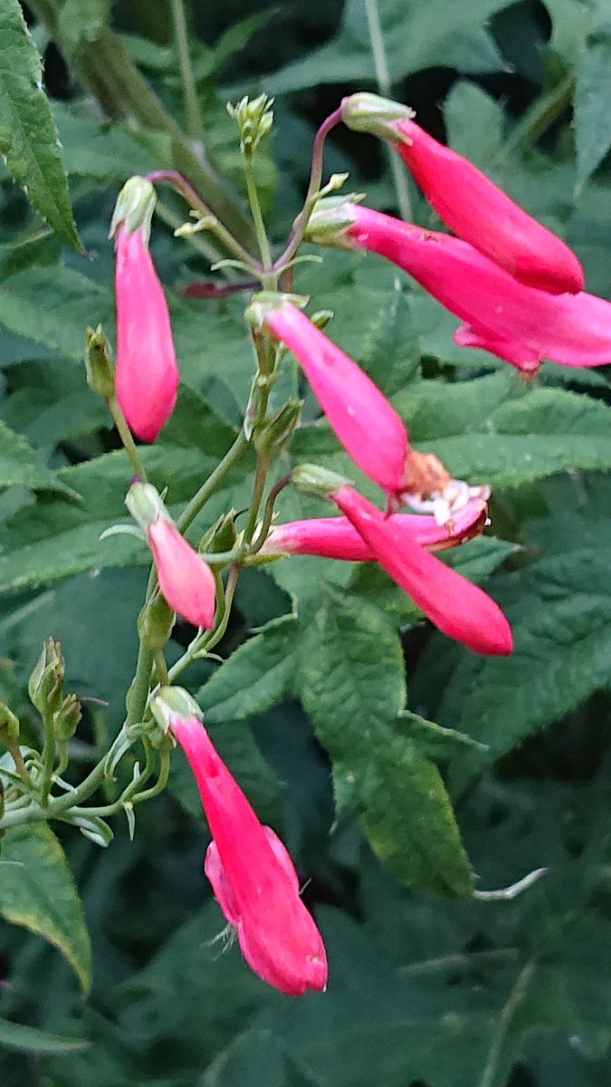 ツリガネヤナギ