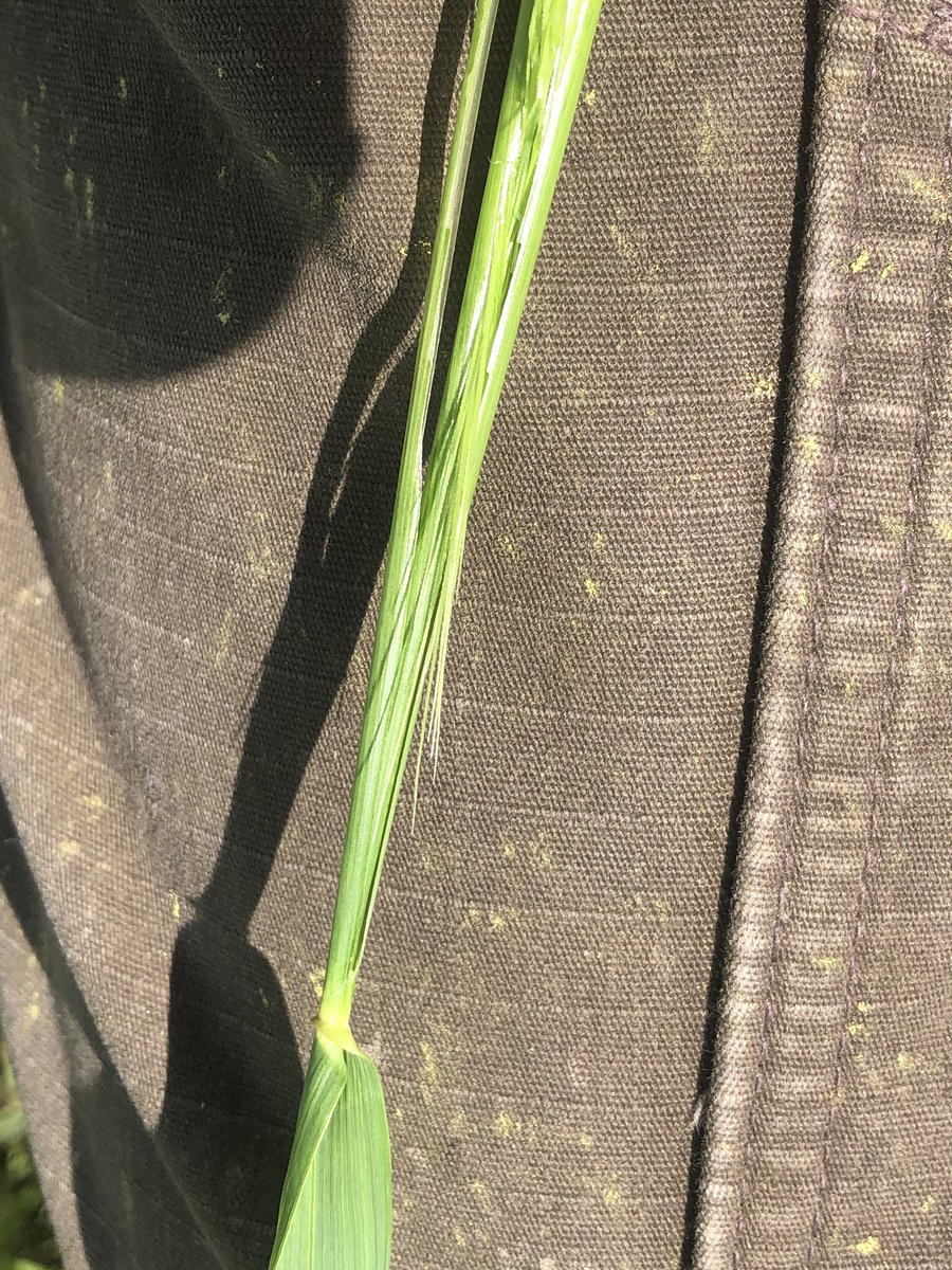 PremiumAg's tweet photo. #AACviewfield doing its thing and making yield! @jcafarms1 Still about a week until ideal #fusarium fungicide app #spray20 https://t.co/BoC7aWNOrG