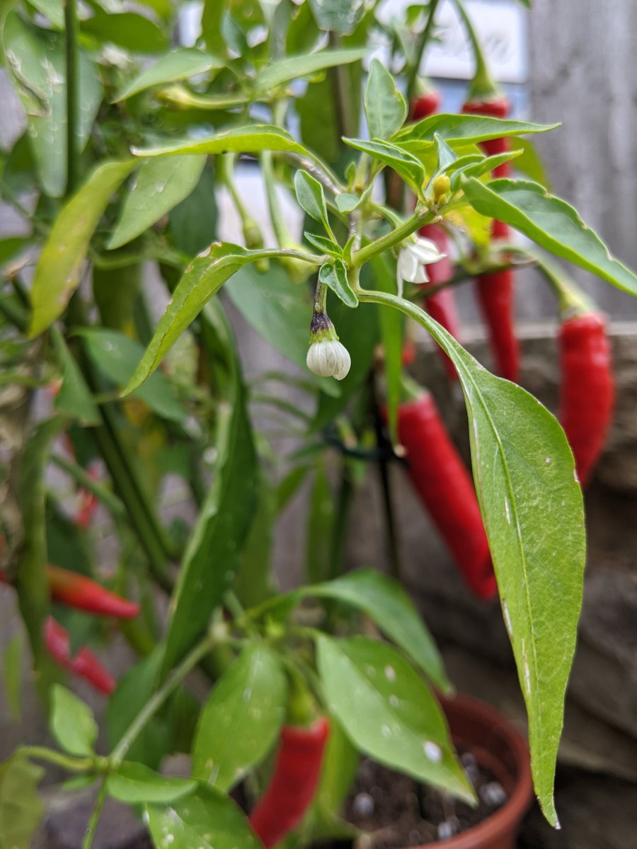 LaurenZoeMaggs's tweet image. Ever wondered why chillies are hot? Well today is your lucky day...
laurenmaggs.wixsite.com/science-great-…