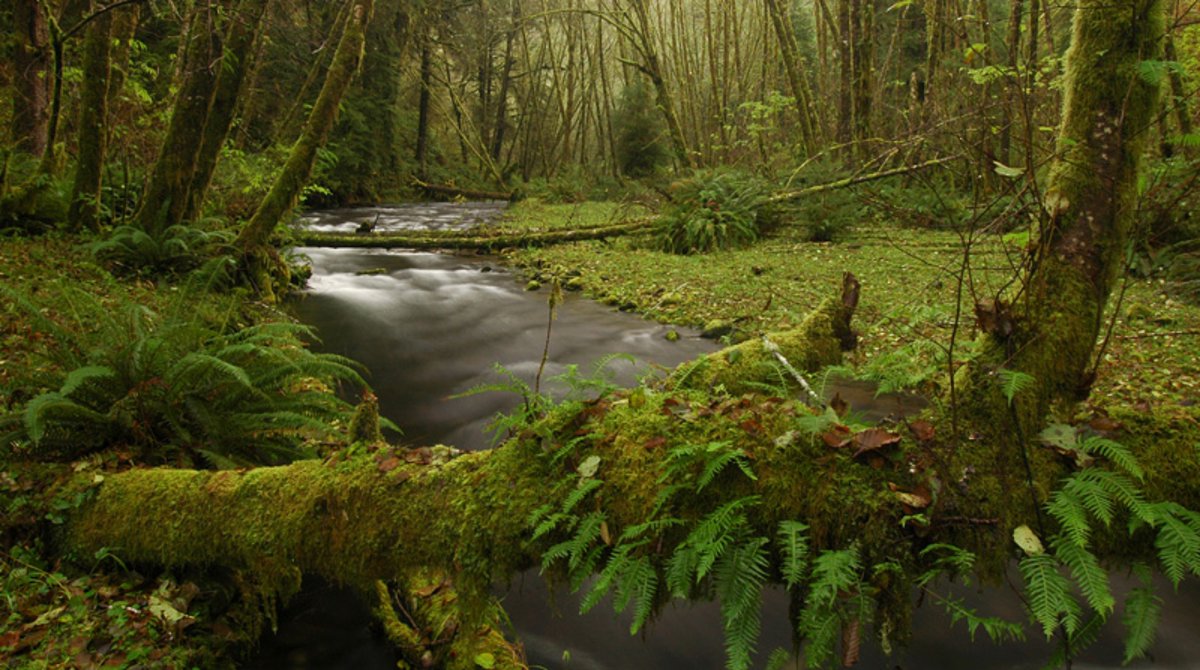 ForestServiceNW's tweet photo. Celebrate the founding of 7 of our Pacific NW forests #OnThisDay: 
Ochoco 
Deschutes
Siuslaw
Umatilla
Umpqua
Willamette
Gifford Pinchot

From high desert pine to lush temperate rain-forests these national treasures are adventures waiting to happen. Plan a visit today! https://t.co/mvTNIbzSN9