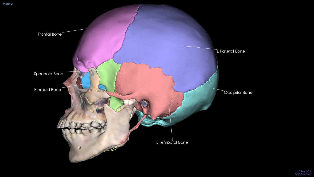 Anatomage's tweet photo. There are eight #cranialbones that form the #cranium that protects the #brain. These include the #ethmoid bone, the #sphenoid bone, the #frontal bone, the #occipital bone, two #parietal bones, and two #temporalbones. #WednesdayWisdom https://t.co/vumi8MRb28