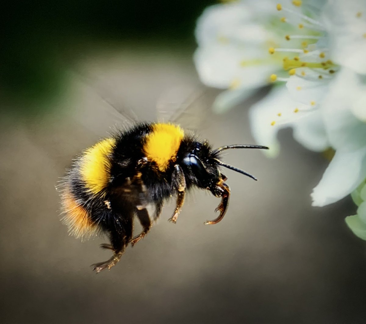 oxo6's tweet photo. Support our hard working bees 🐝 https://t.co/VrOWW1HIbB
