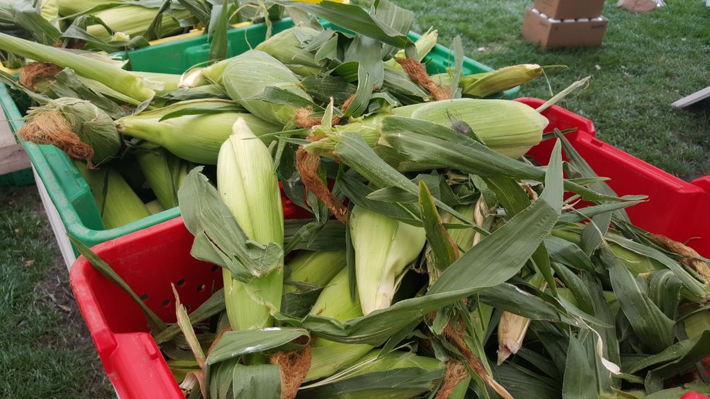 Yes! The Downtown Farmers Market will be open this Saturday, July 4th from 8 am - 1 pm. So swing by (with your mask), and pick-up some first of the season corn for your weekend BBQ! #slcfarmersmarket #cornseason #eatlocalutah