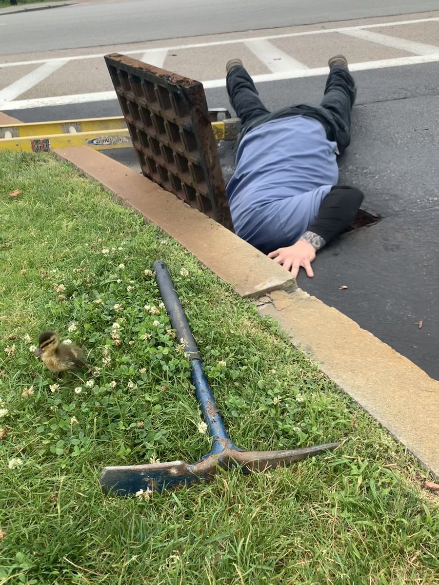 andrewblum's tweet image. Shout out to @WatertownPD and @WatertownDPW for coming to the rescue of 7 ducklings who fell into a drain! @wbz @LisaWBZ