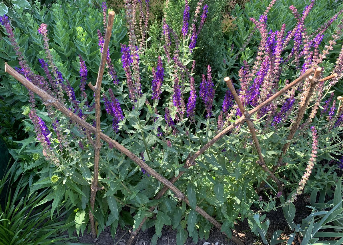 Over the winter I saved a bunch of #branches, not really knowing what I would end up doing with them. Turns out they make fantastic #PlantSupports.  Here are a few holding back my #salvia caradonna in the #garden.