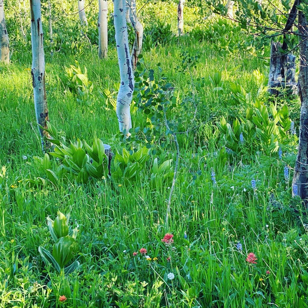 shawnarichauth2's tweet photo. Colorado mountain beauty! https://t.co/OYbiTWftAh