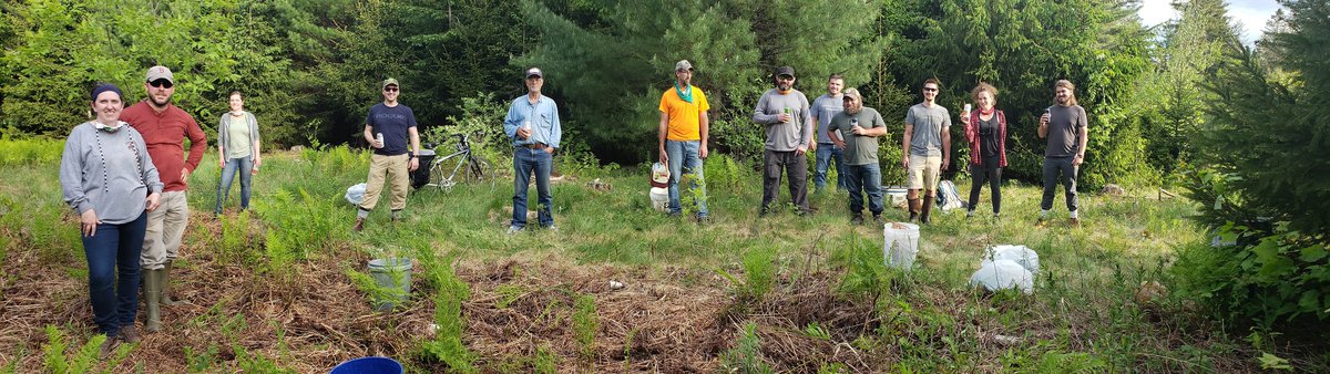 WheatlandLab's tweet photo. #GreenGrowth release @marshislandbrew today: 4th year of collab with UMaine Forestry harvesting 100% organic, locally sourced spruce tips. Just in time to grab a flat of cans for WGL friends &amp; family Downeast camping weekend. #SocialDistanceDrinking https://t.co/X6mm71mZgW