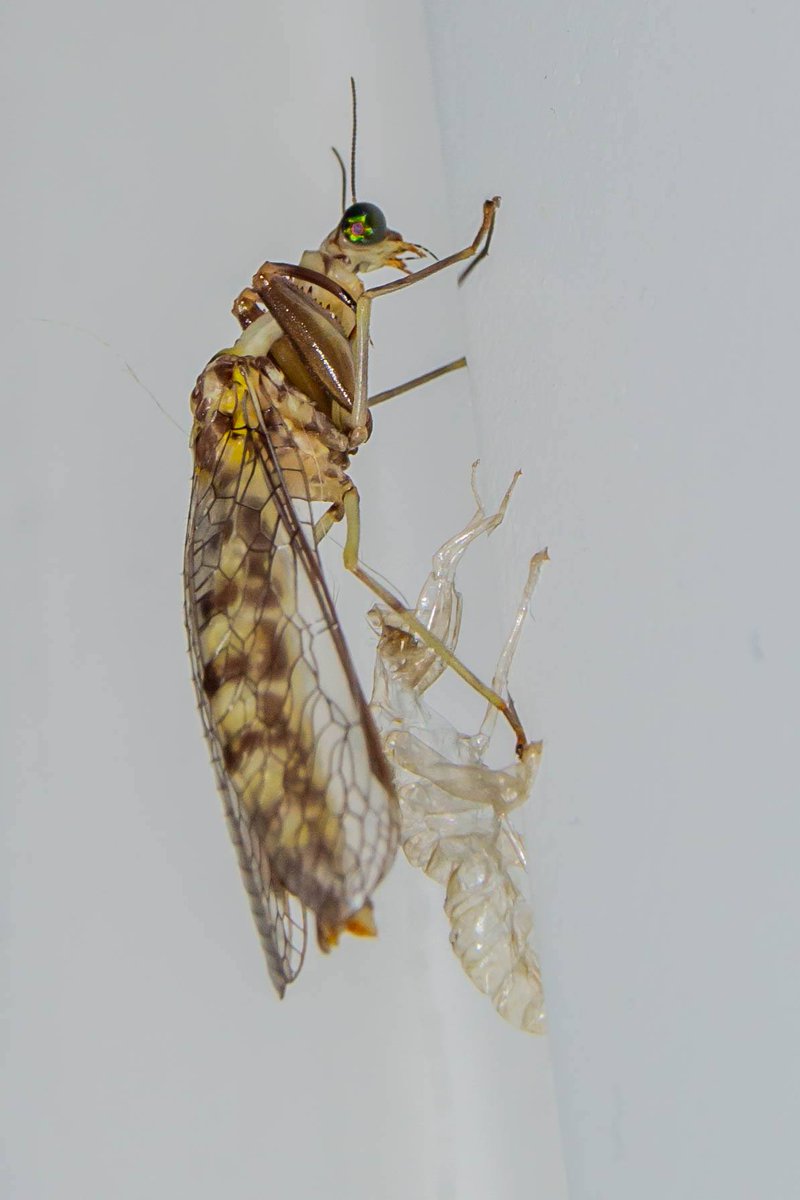 acapomorphic's tweet image. Found this gorgeous mantidfly molting in my bedroom tonight. I'm calling it Opal (assuming it is a she...). 
Does anybody here on Twitter knows what species is this one? 
Amazing photo by @Rodrigoichthys!
#mantidfly #NaturePhotography #Opal