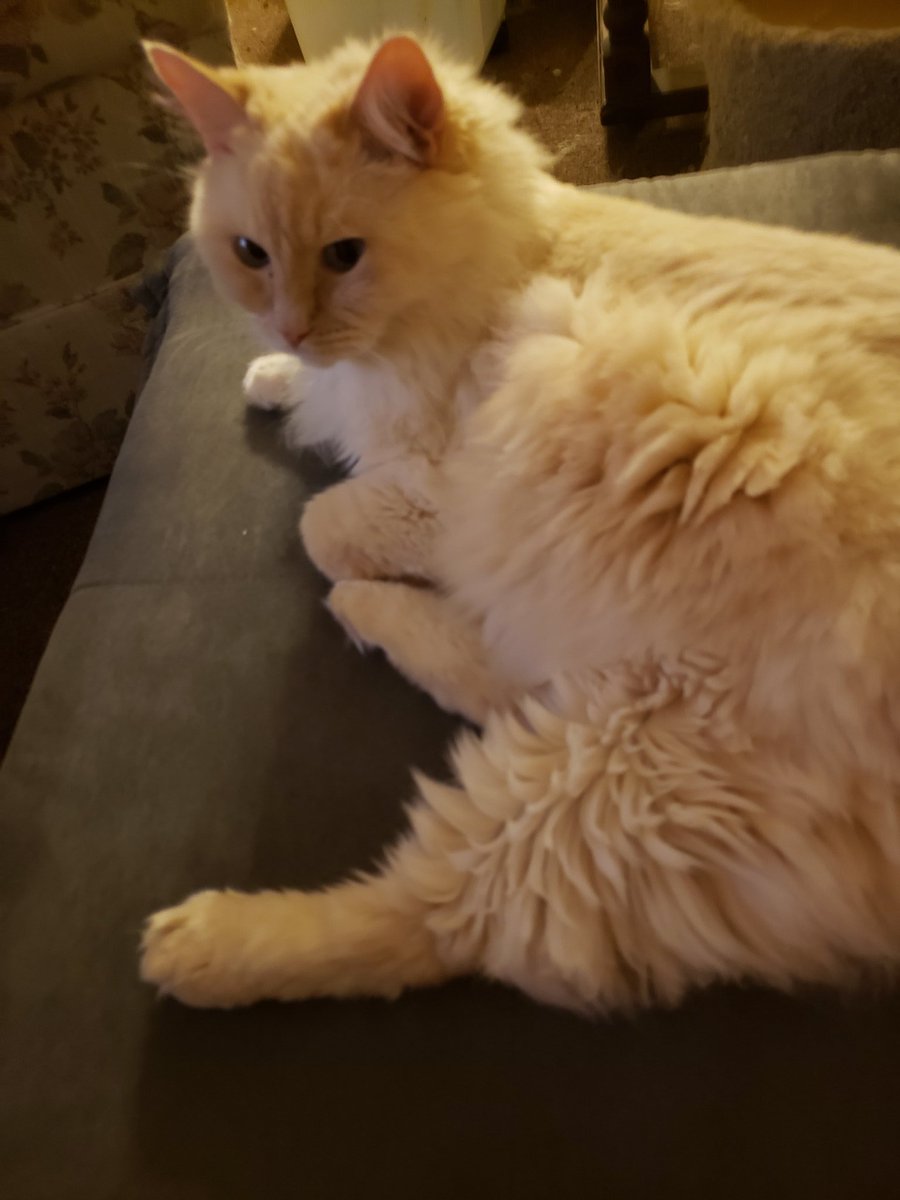 TheDarkLink7's tweet photo. @SalVulcano Hey Sal what do you think of my cat? https://t.co/VWvKPlGi1F