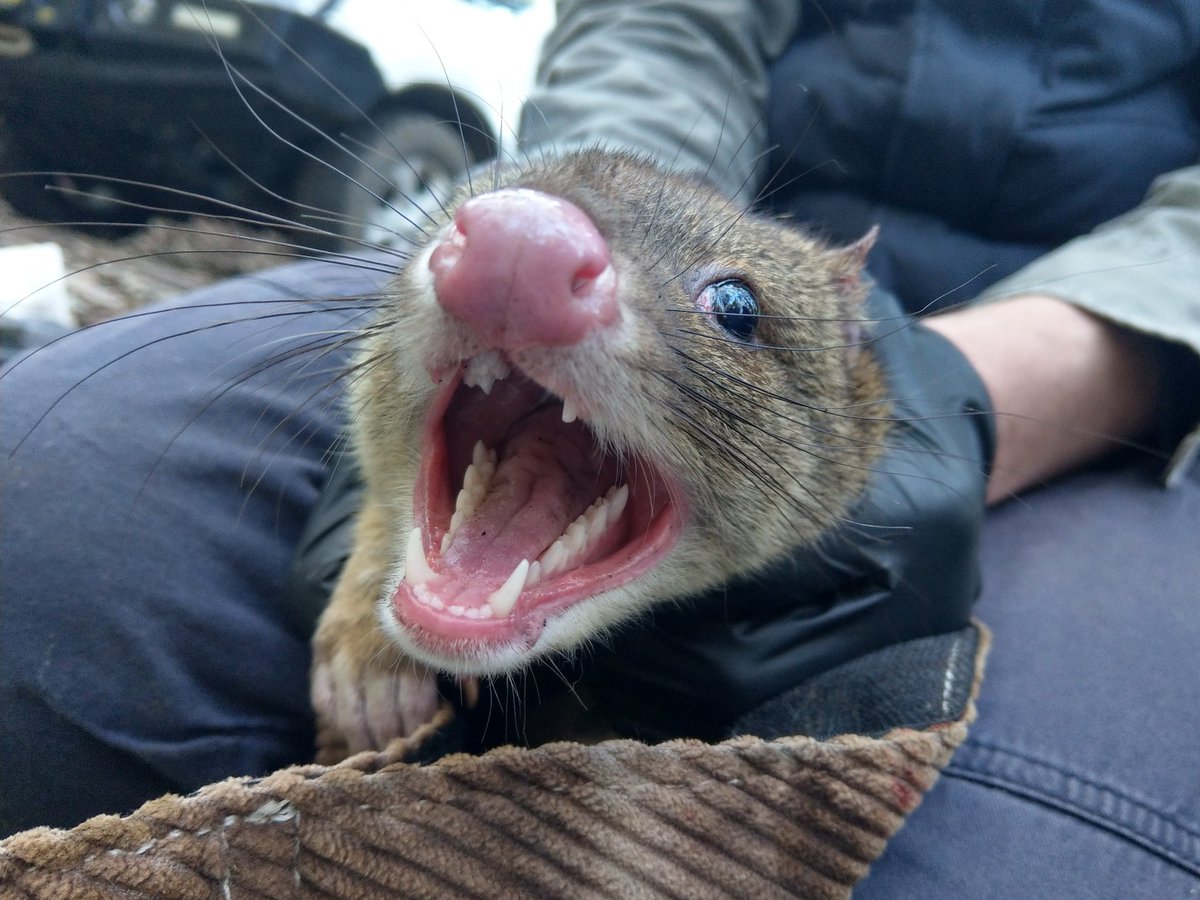 Tim Henderson (@tim_ecology) on Twitter photo My face when I start catching new #quolls at my study site. Ping <a href="/DingoResearch/">Guy Ballard</a> <a href="/BronFancourt/">Bronwyn Fancourt</a> My face when I start catching new #quolls at my study site. Ping <a href="/DingoResearch/">Guy Ballard</a> <a href="/BronFancourt/">Bronwyn Fancourt</a>