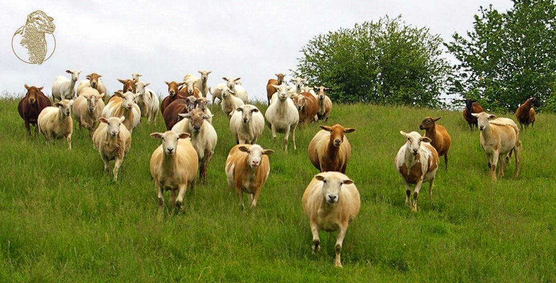 Sleepless farmers should not try the sheep counting method for going to sleep. ‘Two sheep jumped over the fence... what?! Where?! The fence is secure isn’t it? Did I shut the gate? I probably shut the gate... dammit! Now I have to go check the gate!” 🥱😳🙄