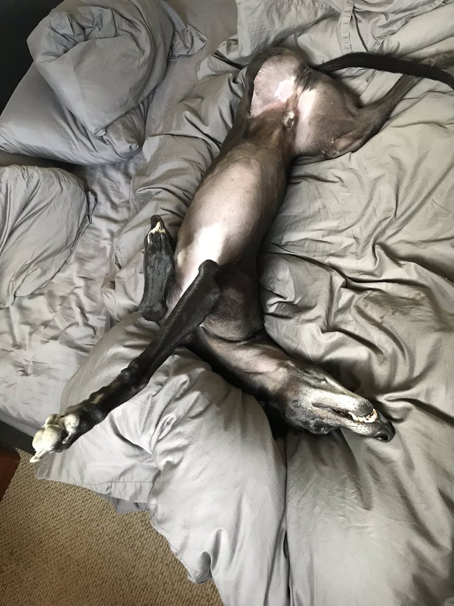 Do I really have to get out of bed today? #greyhoundsofinstagram #greyhoundsmakegreatpets #greyhound #tripawdsofinstagram #caninecancerwarrior