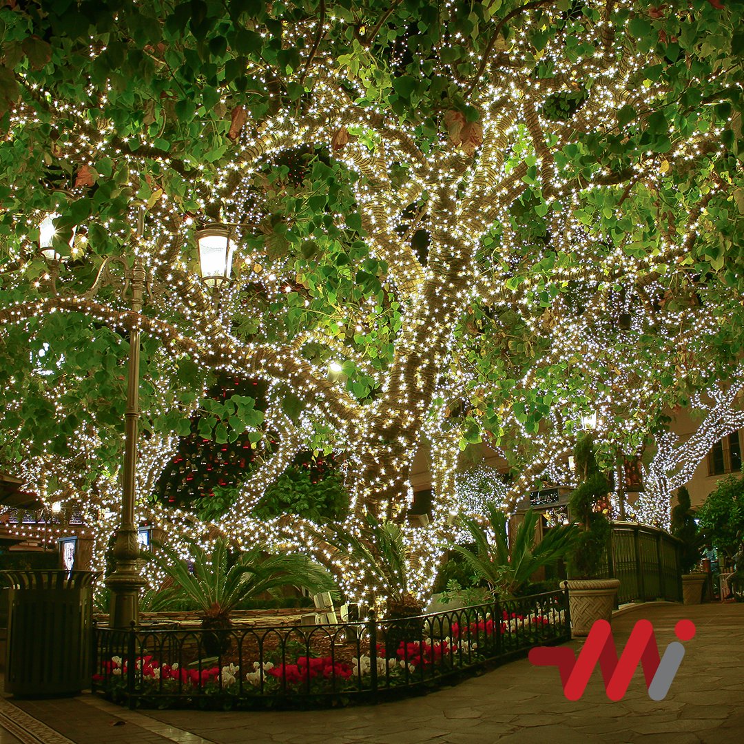 HolidayLight_LA's tweet photo. Now that's what you call a TREE WRAP! Selfie under this tree anyone?
.
.
#landscapelighting #socallife #outdoorlighting #outdoorliving #treewrap #customlightingdesign #lightingdesign #selfieworthy #lightingdesigner #commerciallighting #wowfactor #losangeles https://t.co/YfXMwDC6yZ