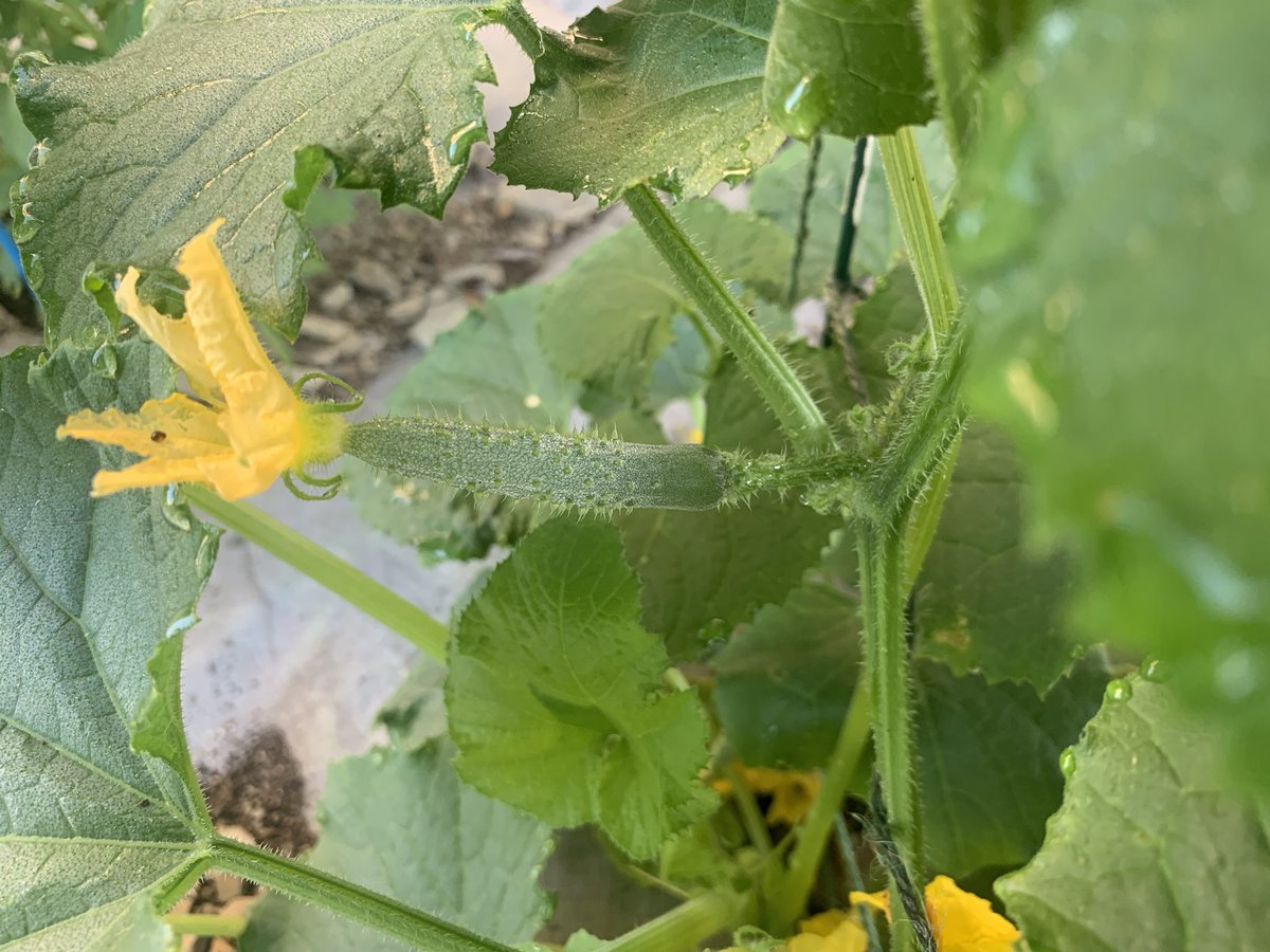 I can’t believe all the growth! Just waiting on the pepper plants... before I know it the garden sign will be covered in cantaloupe vines! 💚🍅🥒🍈