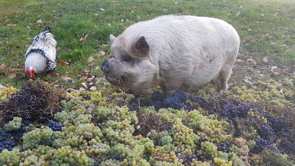 Sam Neill tweet media