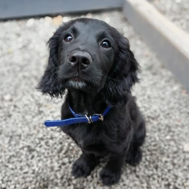 WoofWalkies's tweet photo. How gorgeous is new pup Jasper 😍

#woofwalkies #spaniel #puppy #doggydaycare #wrexham #northwales #flintshire #dogsoftwitter #dogdaycare #puppies https://t.co/y5S3jP9Ket