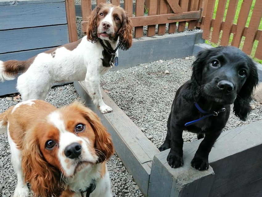 WoofWalkies's tweet photo. How gorgeous is new pup Jasper 😍

#woofwalkies #spaniel #puppy #doggydaycare #wrexham #northwales #flintshire #dogsoftwitter #dogdaycare #puppies https://t.co/y5S3jP9Ket