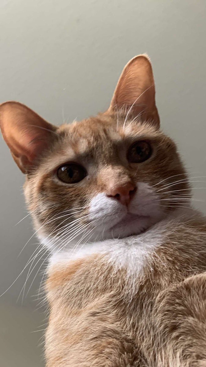 cxrlz's tweet photo. I’m going to start a thread of cursed pictures of Ollie https://t.co/NTwMXj37Z3