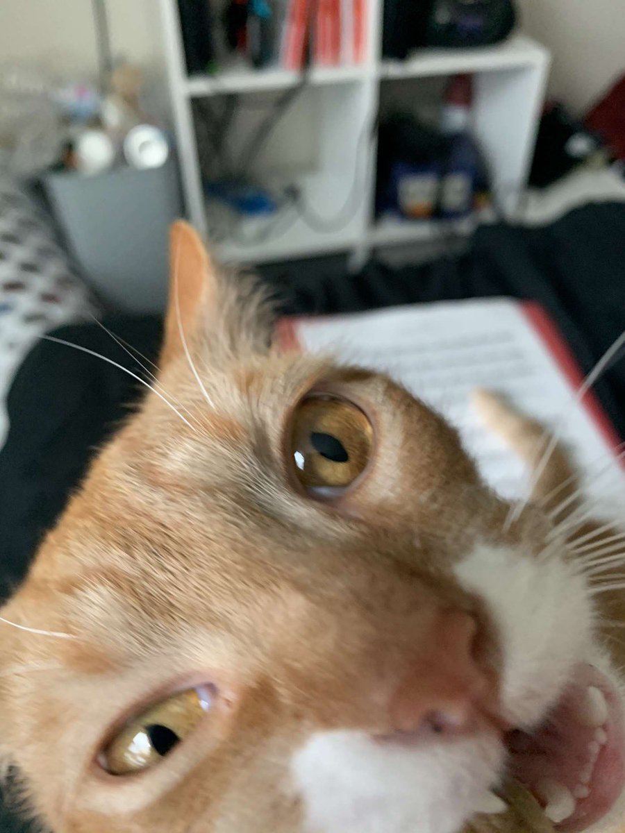 cxrlz's tweet photo. I’m going to start a thread of cursed pictures of Ollie https://t.co/NTwMXj37Z3
