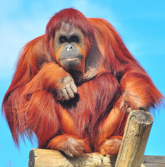 Orang-Utan